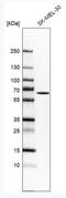 Integrator Complex Subunit 11 antibody, NBP1-85474, Novus Biologicals, Western Blot image 