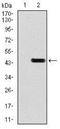 Glutamate Ionotropic Receptor AMPA Type Subunit 2 antibody, NBP2-37475, Novus Biologicals, Western Blot image 