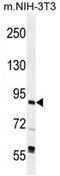 TFIIIC90 antibody, AP54227PU-N, Origene, Western Blot image 