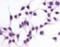 Adrenoceptor Beta 2 antibody, NLS2656, Novus Biologicals, Immunofluorescence image 