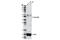 CD25 antibody, 13517S, Cell Signaling Technology, Western Blot image 