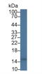 Cystatin C antibody, LS-C303705, Lifespan Biosciences, Western Blot image 