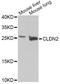 Claudin 2 antibody, LS-C749097, Lifespan Biosciences, Western Blot image 
