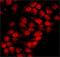 Heterogeneous Nuclear Ribonucleoprotein A1 antibody, GTX25832, GeneTex, Immunocytochemistry image 