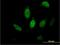 FKBP Prolyl Isomerase 5 antibody, H00002289-B01P, Novus Biologicals, Immunocytochemistry image 