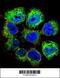 GTF2H2 Family Member C, Copy 2 antibody, 55-841, ProSci, Immunofluorescence image 