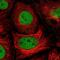 Proteasome 26S Subunit, Non-ATPase 7 antibody, NBP2-38780, Novus Biologicals, Immunofluorescence image 