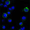 Receptor Tyrosine Kinase Like Orphan Receptor 1 antibody, M03192, Boster Biological Technology, Immunofluorescence image 