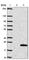 Ubiquitin Domain Containing 2 antibody, HPA035892, Atlas Antibodies, Western Blot image 