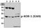Opioid Receptor Kappa 1 antibody, A02906S369, Boster Biological Technology, Western Blot image 