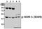 MSL-1 antibody, A02906S369, Boster Biological Technology, Western Blot image 