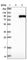 Aminopeptidase O (Putative) antibody, HPA004633, Atlas Antibodies, Western Blot image 