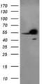 RB Binding Protein 7, Chromatin Remodeling Factor antibody, NBP2-01308, Novus Biologicals, Western Blot image 