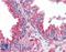 Tubulin Alpha 4a antibody, LS-B4552, Lifespan Biosciences, Immunohistochemistry paraffin image 