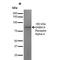 Gamma-Aminobutyric Acid Type A Receptor Alpha4 Subunit antibody, MA5-27701, Invitrogen Antibodies, Western Blot image 