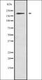 Myosin IF antibody, orb335045, Biorbyt, Western Blot image 