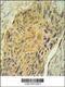 Arginine Vasopressin antibody, 61-973, ProSci, Immunohistochemistry paraffin image 