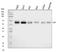 Lipolysis Stimulated Lipoprotein Receptor antibody, A02742-2, Boster Biological Technology, Western Blot image 