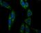 Aconitase 2 antibody, NBP2-75394, Novus Biologicals, Immunocytochemistry image 