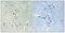 Growth arrest and DNA damage-inducible proteins-interacting protein 1 antibody, TA315969, Origene, Immunohistochemistry paraffin image 