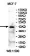 Angiopoietin Like 7 antibody, orb78032, Biorbyt, Western Blot image 