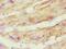 ATP synthase subunit O, mitochondrial antibody, LS-C375282, Lifespan Biosciences, Immunohistochemistry frozen image 