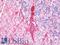 Neurofilament Heavy antibody, LS-B10015, Lifespan Biosciences, Immunohistochemistry paraffin image 