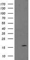 TPD52 Like 3 antibody, CF504952, Origene, Western Blot image 