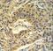 ATP Synthase F1 Subunit Alpha antibody, LS-C156652, Lifespan Biosciences, Immunohistochemistry frozen image 
