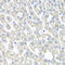 Ornithine Carbamoyltransferase antibody, A00721, Boster Biological Technology, Immunohistochemistry frozen image 