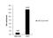 Zinc Finger E-Box Binding Homeobox 1 antibody, NBP2-20942, Novus Biologicals, Chromatin Immunoprecipitation image 