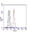 Regulatory Associated Protein Of MTOR Complex 1 antibody, NB100-766, Novus Biologicals, Flow Cytometry image 