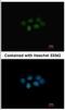 Methionine Adenosyltransferase 2B antibody, NBP2-17230, Novus Biologicals, Immunofluorescence image 