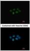 Methionine adenosyltransferase 2 subunit beta antibody, NBP2-17230, Novus Biologicals, Immunofluorescence image 