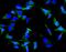 Inhibin Subunit Alpha antibody, A02413-3, Boster Biological Technology, Immunofluorescence image 