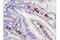 Hepatitis A Virus Cellular Receptor 2 antibody, 83882S, Cell Signaling Technology, Immunohistochemistry frozen image 