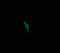 Transmembrane Protein 213 antibody, LS-C396681, Lifespan Biosciences, Immunofluorescence image 