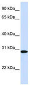 Methylenetetrahydrofolate Dehydrogenase (NADP+ Dependent) 2, Methenyltetrahydrofolate Cyclohydrolase antibody, TA339300, Origene, Western Blot image 