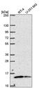 Mitochondrial Ribosomal Protein L57 antibody, PA5-66250, Invitrogen Antibodies, Western Blot image 