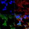 RBCC1 antibody, PA5-77805, Invitrogen Antibodies, Immunofluorescence image 