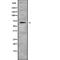 Forkhead Box N1 antibody, abx215454, Abbexa, Western Blot image 