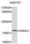 Grainyhead Like Transcription Factor 2 antibody, abx136063, Abbexa, Western Blot image 