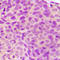 Serine/Threonine Kinase 24 antibody, LS-C358340, Lifespan Biosciences, Immunohistochemistry paraffin image 