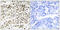 Basic Leucine Zipper ATF-Like Transcription Factor antibody, abx013636, Abbexa, Immunohistochemistry frozen image 