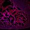 Bone Morphogenetic Protein 10 antibody, MAB6038, R&D Systems, Immunohistochemistry frozen image 