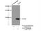 N(Alpha)-Acetyltransferase 20, NatB Catalytic Subunit antibody, 15807-1-AP, Proteintech Group, Immunoprecipitation image 