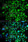 Protein Tyrosine Kinase 6 antibody, A7497, ABclonal Technology, Immunofluorescence image 