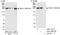 Thyroid Hormone Receptor Interactor 11 antibody, A301-187A, Bethyl Labs, Western Blot image 