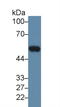 Matrix Metallopeptidase 12 antibody, LS-C300131, Lifespan Biosciences, Western Blot image 