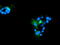 Ribonuclease/Angiogenin Inhibitor 1 antibody, LS-C172440, Lifespan Biosciences, Immunofluorescence image 